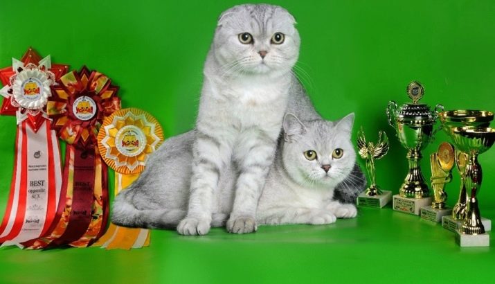 Шотландская порода серебристая шиншилла кошек