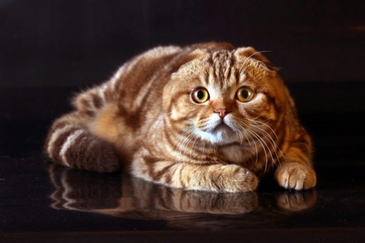 Порода кошка с золотистым окрасом