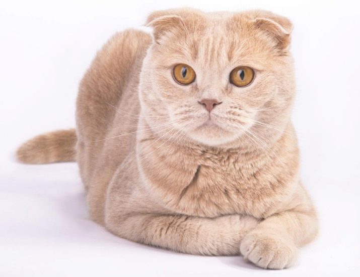Порода кошка с золотистым окрасом