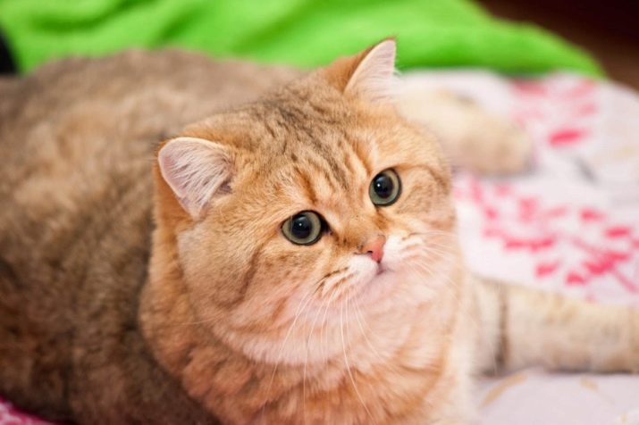 Порода кошек шотландская прямоухая фото золотая