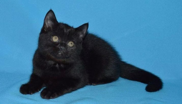 Кошка шотландской породы черная