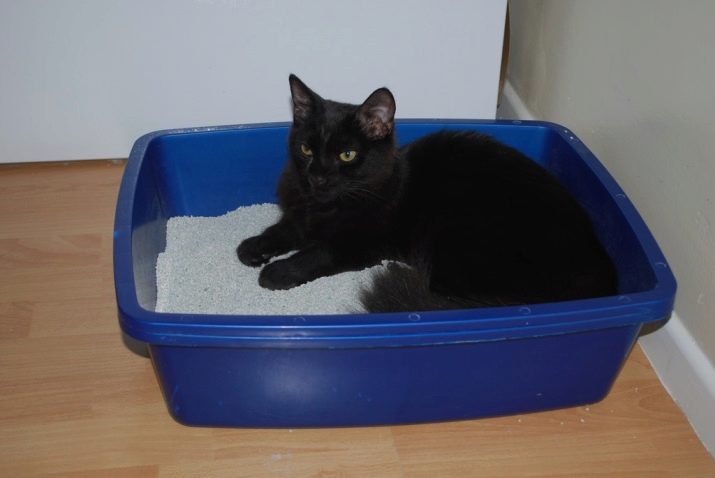 Фото кошек шотландской породы черного окраса
