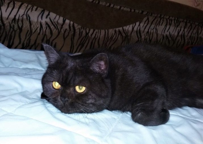 Кошки шотландской породы черные фото