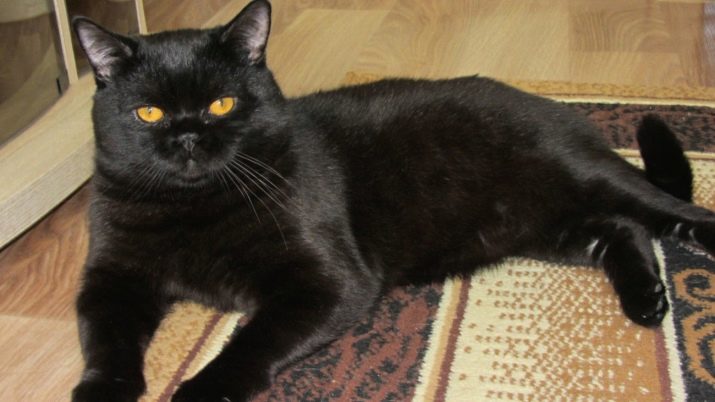 Шотландская порода кошек черная