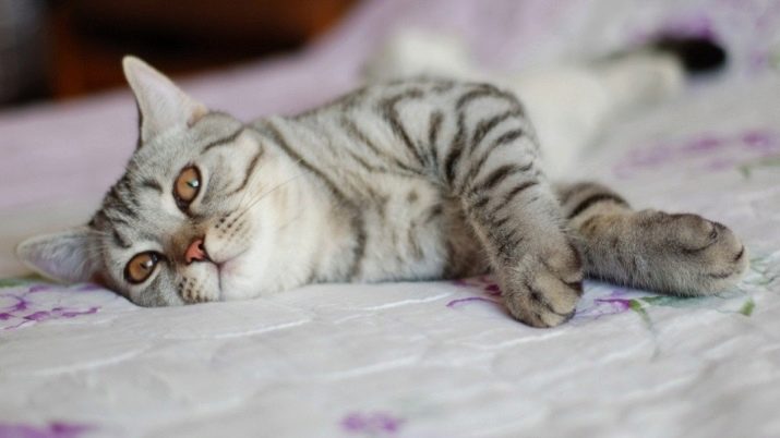 Шотландская мраморная порода кошек фото
