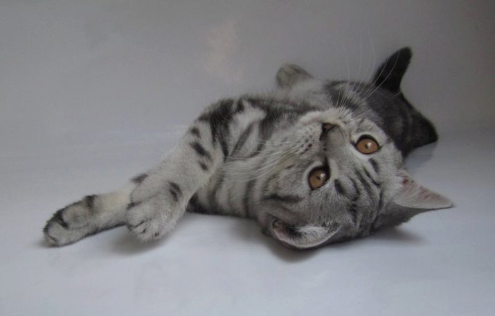 Породы шотландских кошек мрамор на серебре