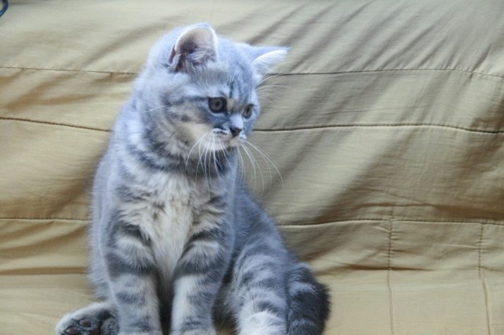 Мраморные кошки породы шотландская вислоухая