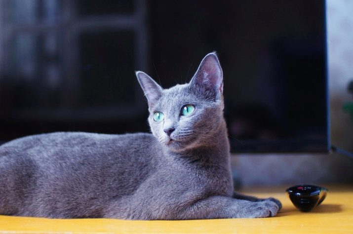 Пород кошек сибирская голубая фото