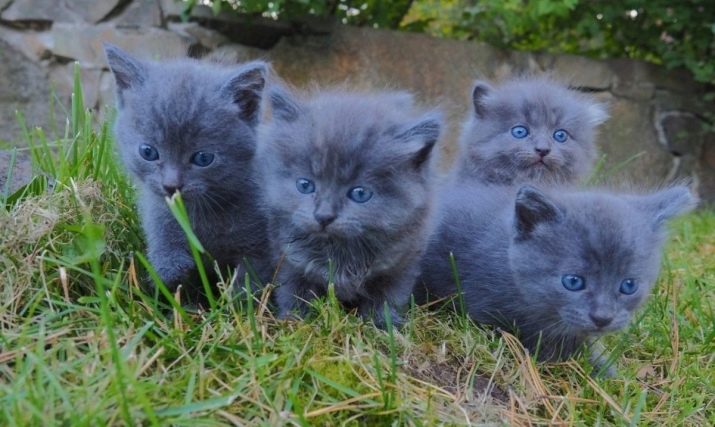 Сибирская голубая кошка описание породы фото