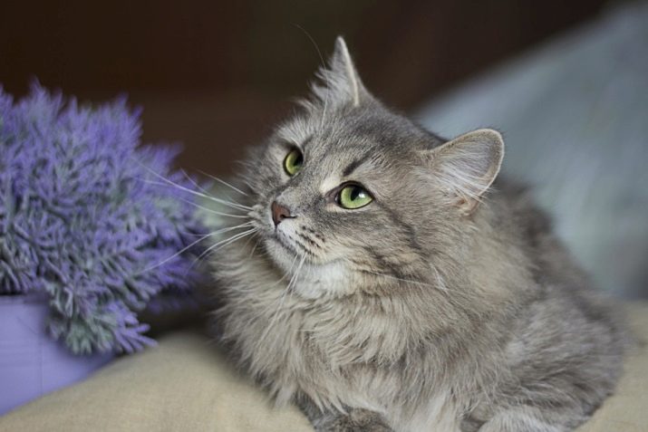 Сибирская голубая кошка описание породы фото