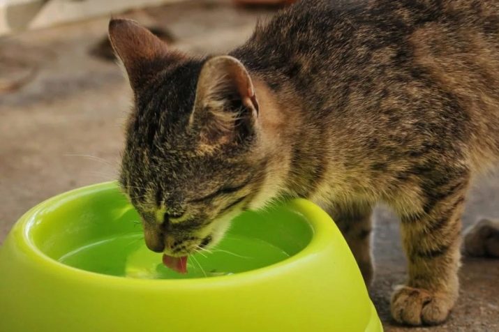 Сколько грамм съедает кошка