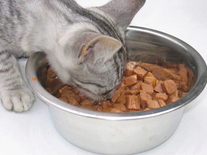 Сколько граммов пищи должна есть кошка в день