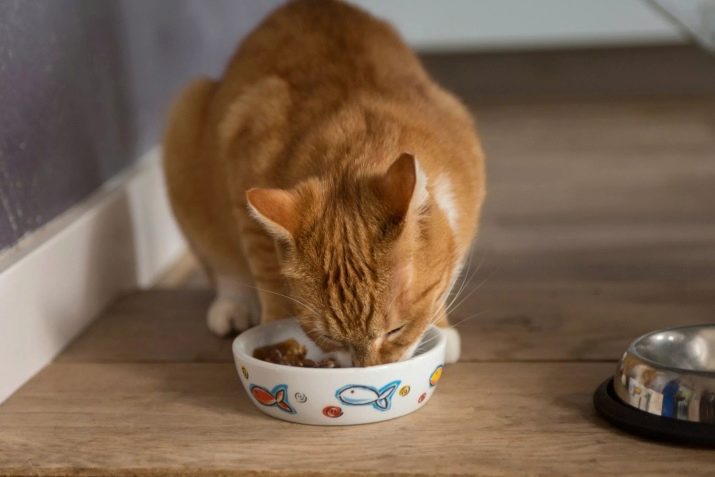 Сколько кошке надо еды в день граммах