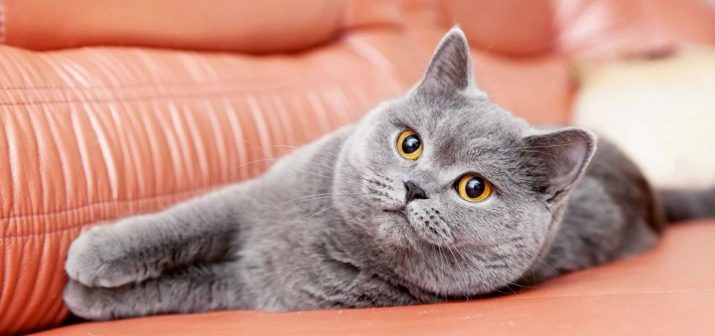 Сколько лет живут кошки в домашних условиях и от чего зависит продолжительность жизни?