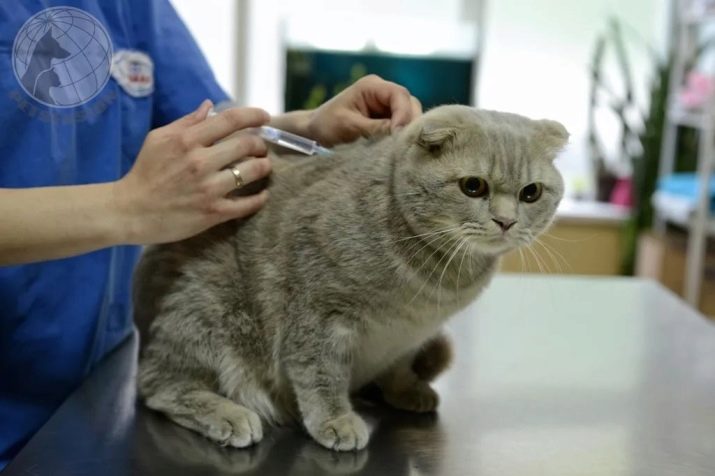 Сколько живут шотландские кошки в домашних условиях стерилизованные