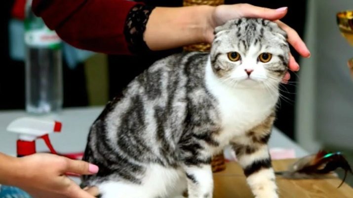 Сколько живут шотландские вислоухие кошки в домашних условиях