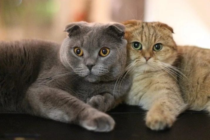 Сколько лет живут кошки породы шотландская вислоухая