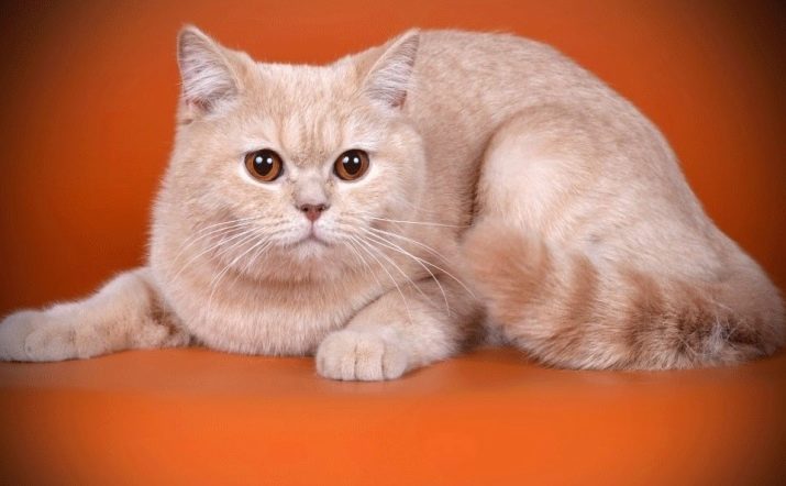 Клички кошек британской породы красивые thumbnail