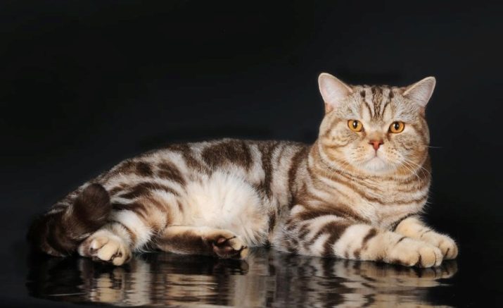 Клички для британской породы кошек
