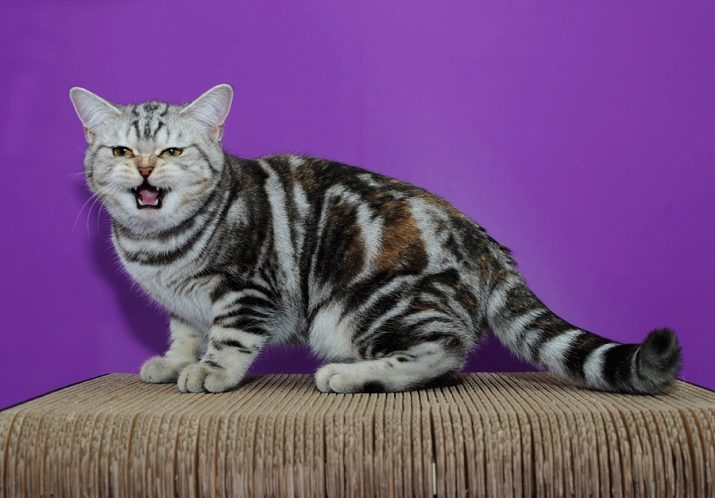 Клички кошек британской породы красивые