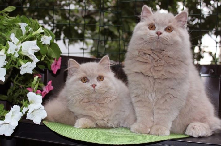 Клички для кошек британской породы список лучших