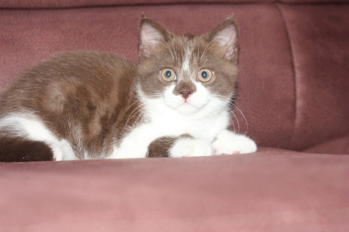 Клички кошек британской породы красивые