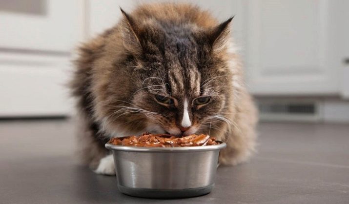 Сравнительный анализ состава корма для кошек