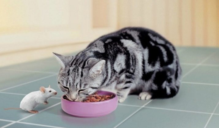 Сравнить составы корма для кошек
