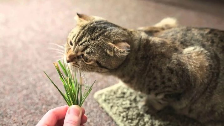 Какую траву едят кошки на улице фото