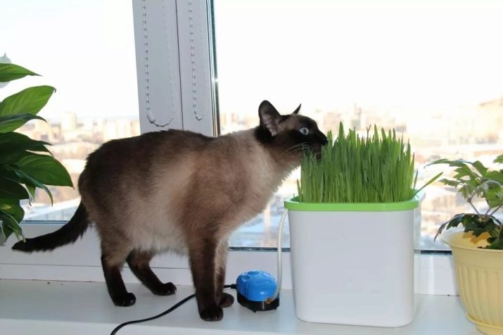 Какую траву едят кошки на улице фото