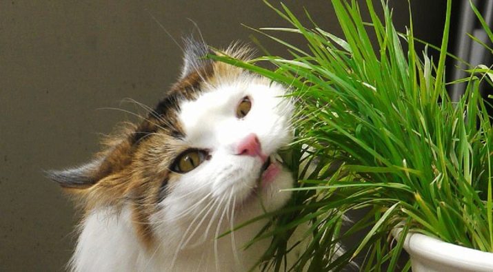 Какую траву едят кошки на улице фото thumbnail