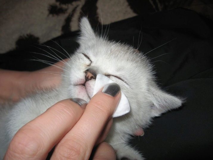 Шотландские котята уход прививки