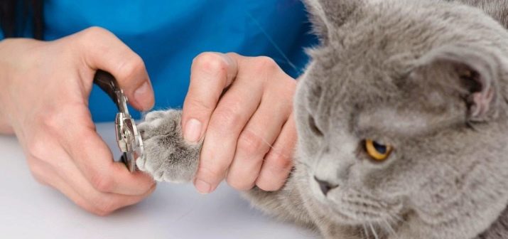Уход за вислоухим котенком прививки