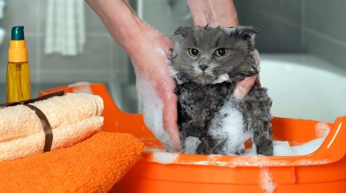 Шотландская вислоухая кошка сколько раз мыть