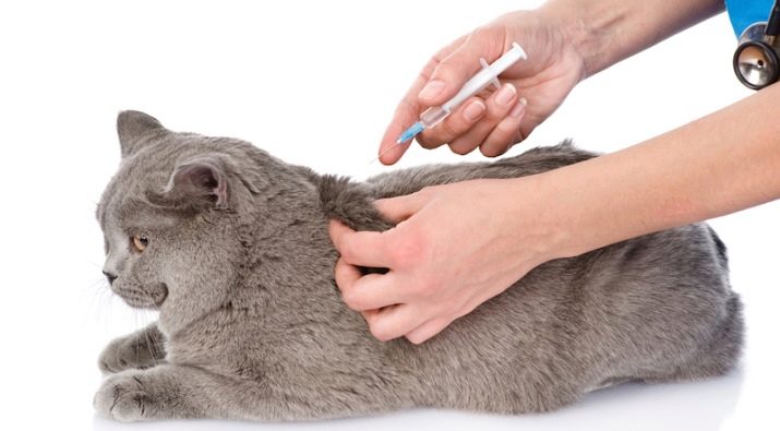 Уход за вислоухим котенком прививки