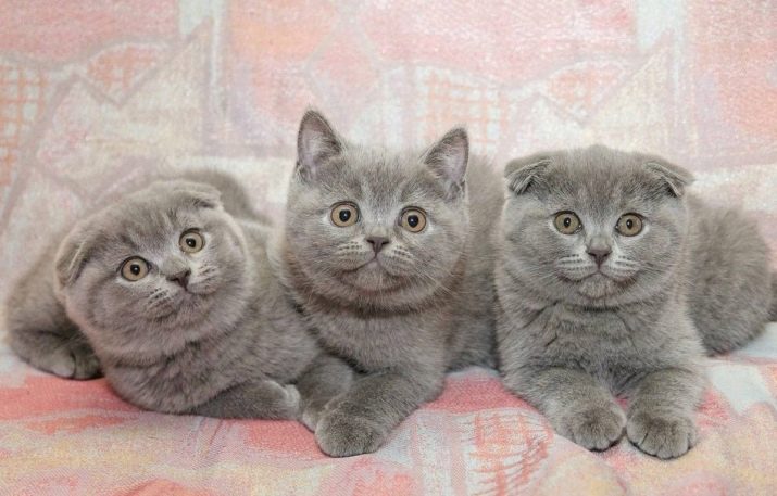 Породы вислоухих серых кошек фото