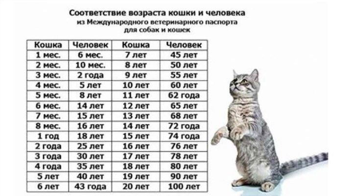 Таблица сколько лет кошке фото