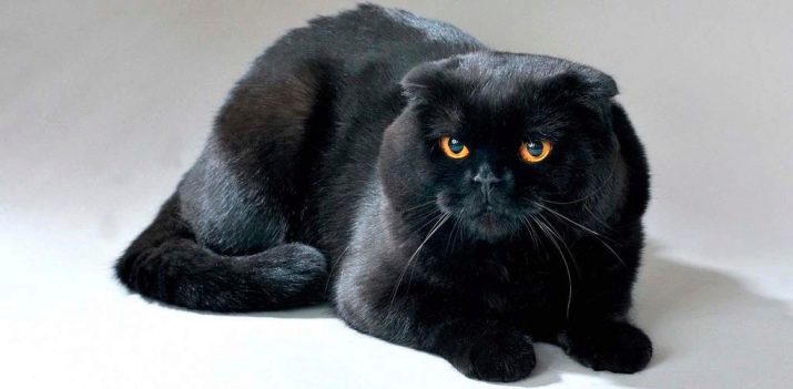 Порода вислоухих черных кошек