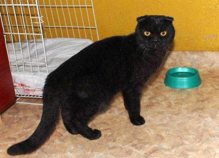 Порода кошек шотландская вислоухая черная фото