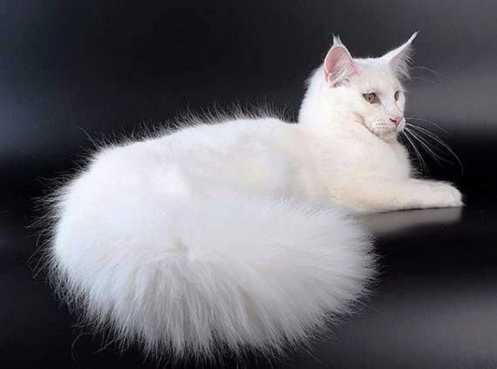 Корма кошек для роста шерсти