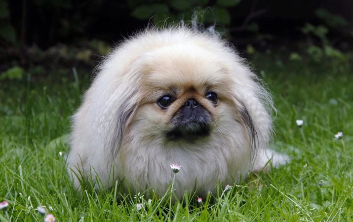 королевский пекинес фото взрослой собаки