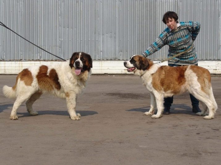клички для собак мальчиков московской сторожевой