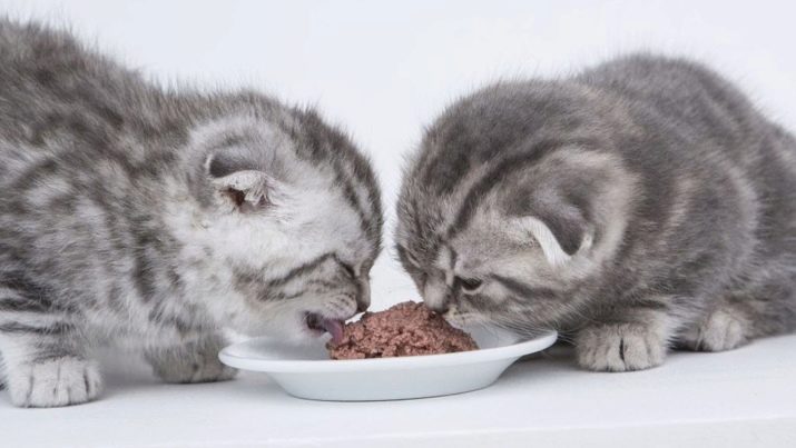 Сухой корм шотландских кошек