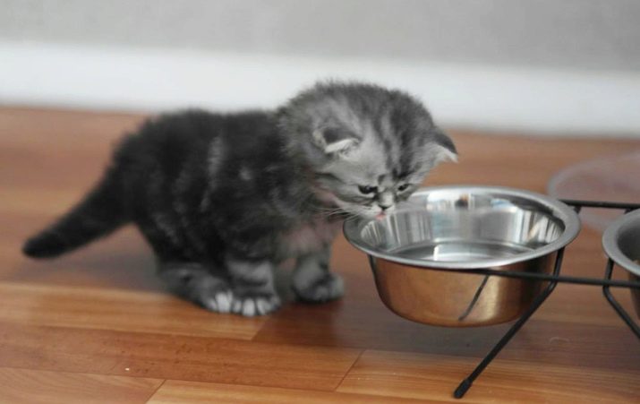 Каким кормом кормить шотландского вислоухие кошек