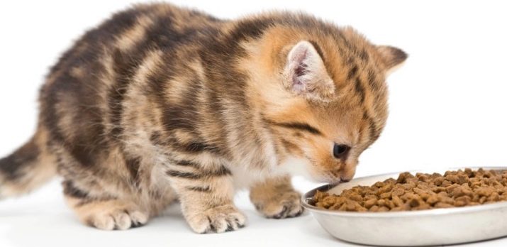 Хороший и недорогой корм для кошек советы ветеринаров