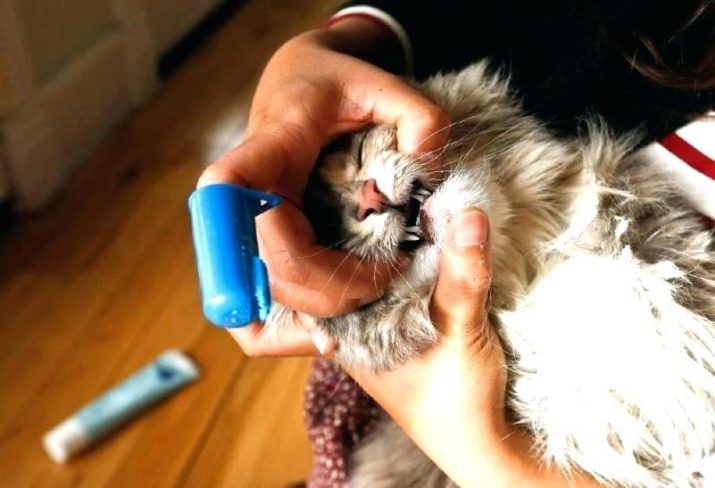 Зубная паста для кошек какая лучше