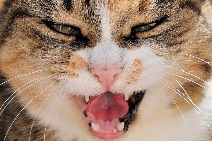 Сколько зубов у взрослой кошки в картинках