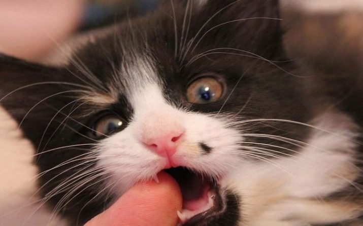 Какие зубы есть у кошки