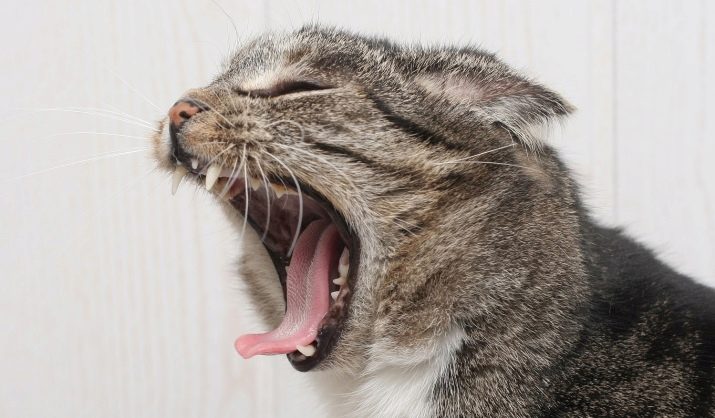 Сколько и какие должны быть зубы у кошки британца в 7 месяцев