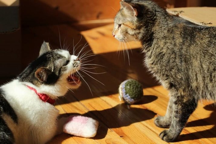 Агрессия у кошек от корма